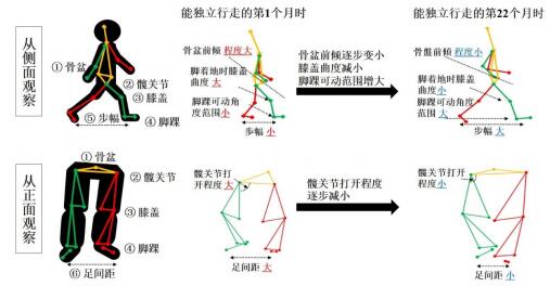 花王运用动作捕捉技术揭示幼儿行走能力发展的内在机制