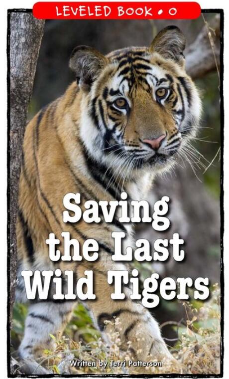 《Saving the Last Wild Tigers》RAZ分级绘本pdf资源免费下载