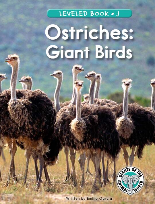 《Ostriches:Giant Birds》RAZ分级绘本pdf资源免费下载