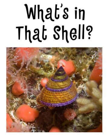 《What's in That Shell》绘本故事pdf资源下载