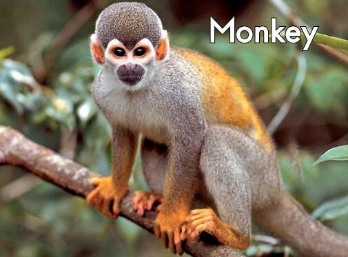 《Monkey》海尼曼英文绘本翻译及pdf资源下载