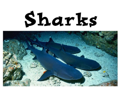 Sharks绘本PDF+音频资源免费下载