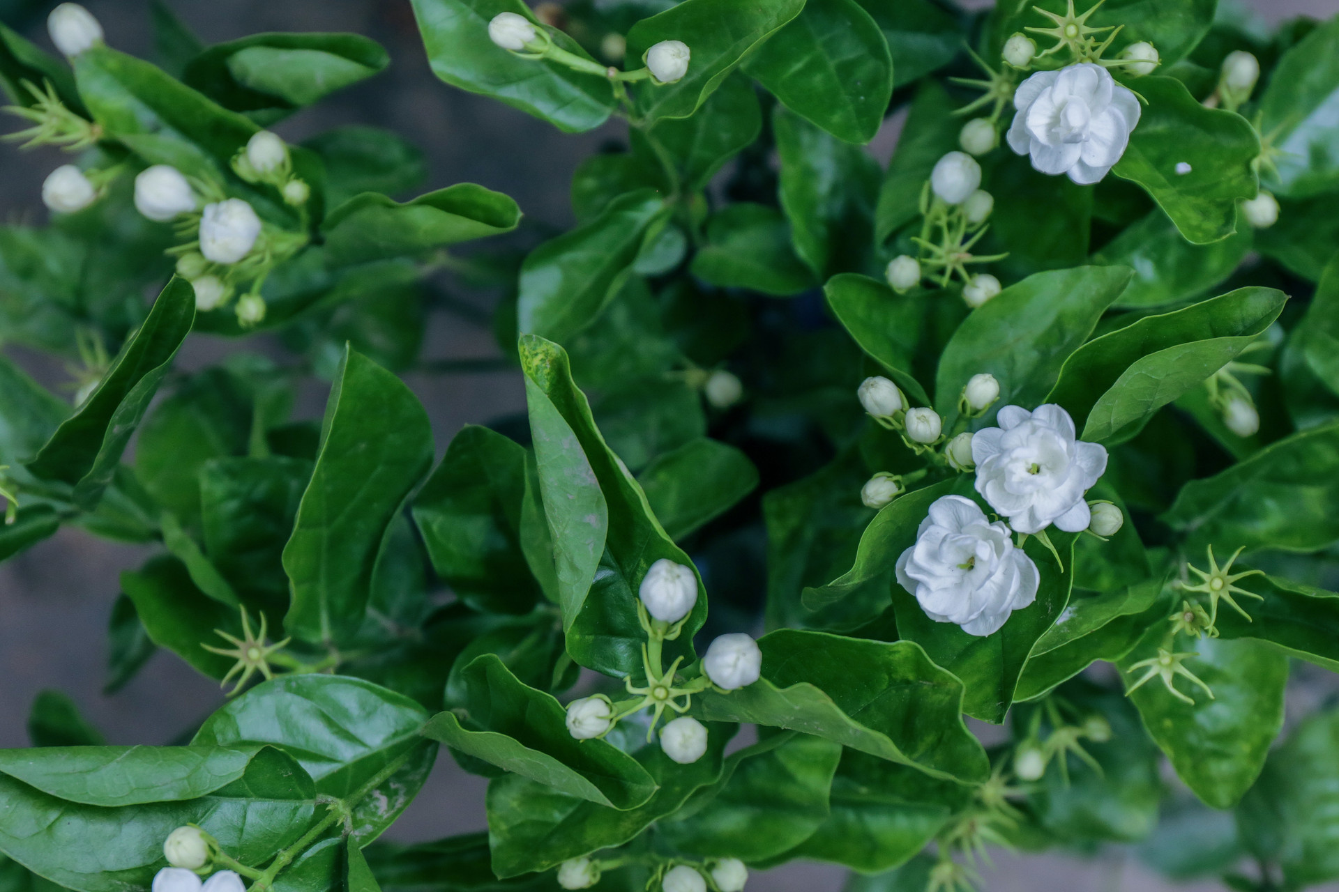 四年级写茉莉花的作文500字左右