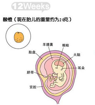 怀孕12周胎儿图