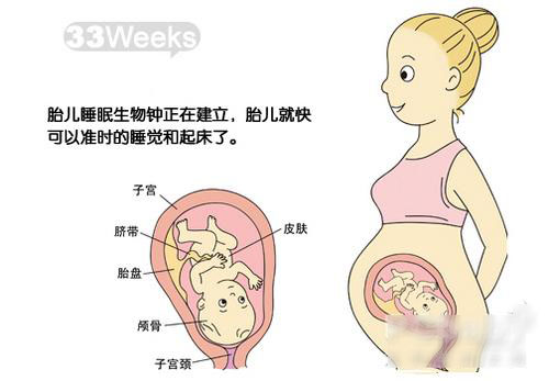 怀孕33周胎儿发育