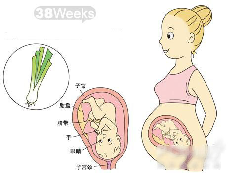 怀孕38周胎儿图