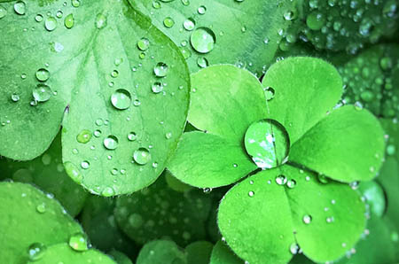 雨水节气吃什么