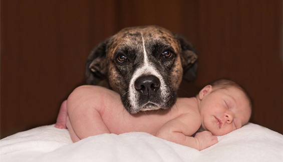 小孩狂犬咬伤的救护