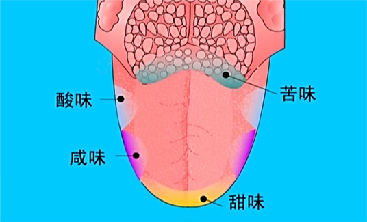 舌头表面的小疙瘩有什么作用