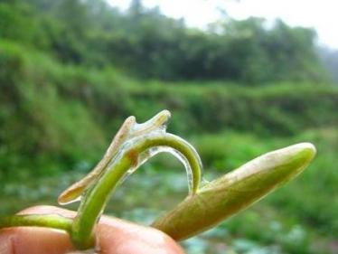 莼菜凉拌要过开水吗