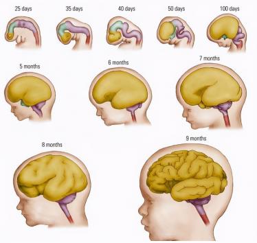 胎儿大脑发育的黄金期 这三个黄金阶段营养一定要跟上