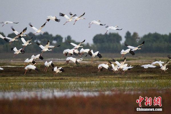 半岛在线登录入口相关推荐8