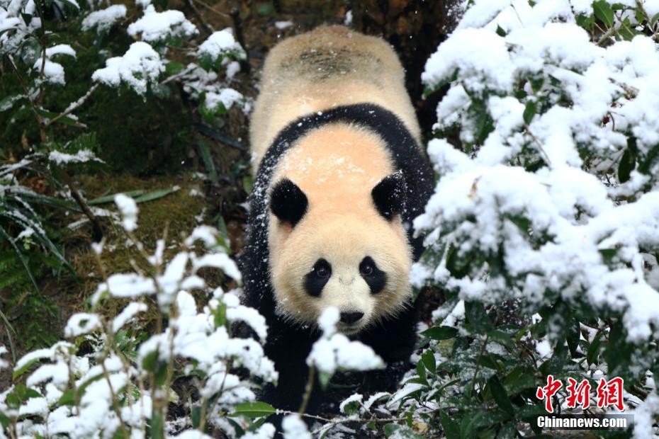 bob手机综合平台下载相关推荐7