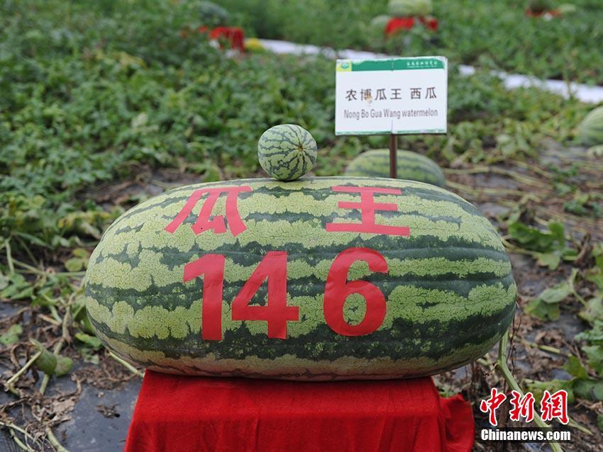 开云手机下载app-重庆一女子在奶茶店脱光上衣