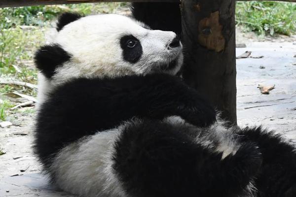 博鱼综合体育app平台-博鱼综合体育app平台