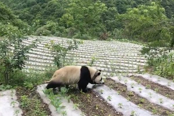 博亚娱乐网-为什么袭人吃黛玉的醋�，黛玉却并不吃醋，还叫袭人好嫂子？