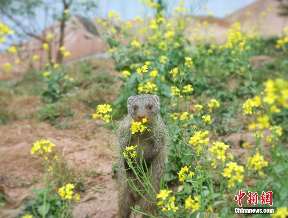 开云苹果下载app相关推荐6