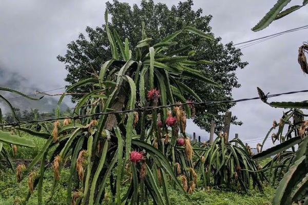 半岛在线登录入口相关推荐9