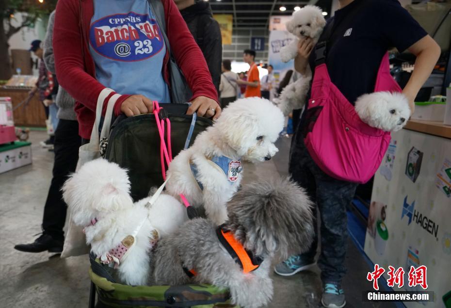 澳门大阳城集团网址-邯郸初中生被害案3嫌犯将受何处罚	
？